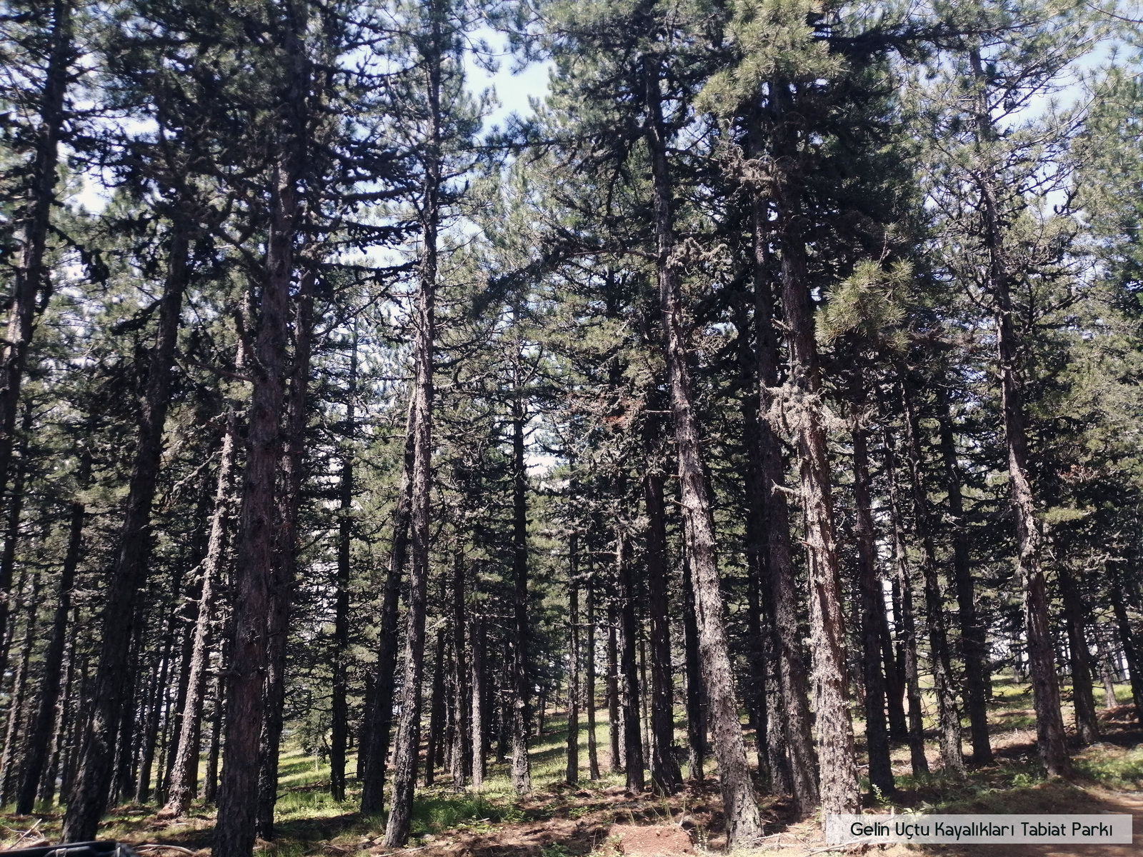 Gelin Uçtu Kayalıkları TP (1)_result.jpg